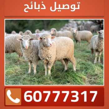 قص اغنام - تقليم اظافر - ابومصطفى 60777317  - اغنام الكويت - جز غنم - جز اغنام - جز صوف - حلاق اغنام - حلاق غنم - جز