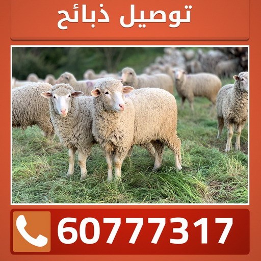 قصاب - قصاب متنقل - بالكويت 60777317 - ذبايح - ذبائح الكويت - غنم للبيع - اغنام للبيع - ذبايح للبيع - غنم - سوق غنم - اغنام عربي للبيع - جزار - ذبائح 1 قصاب - قصاب متنقل - بالكويت 60777317 - ذبايح - ذبائح الكويت - غنم للبيع - اغنام للبيع - ذبايح للبيع - غنم - سوق غنم - اغنام عربي للبيع - جزار - ذبائح